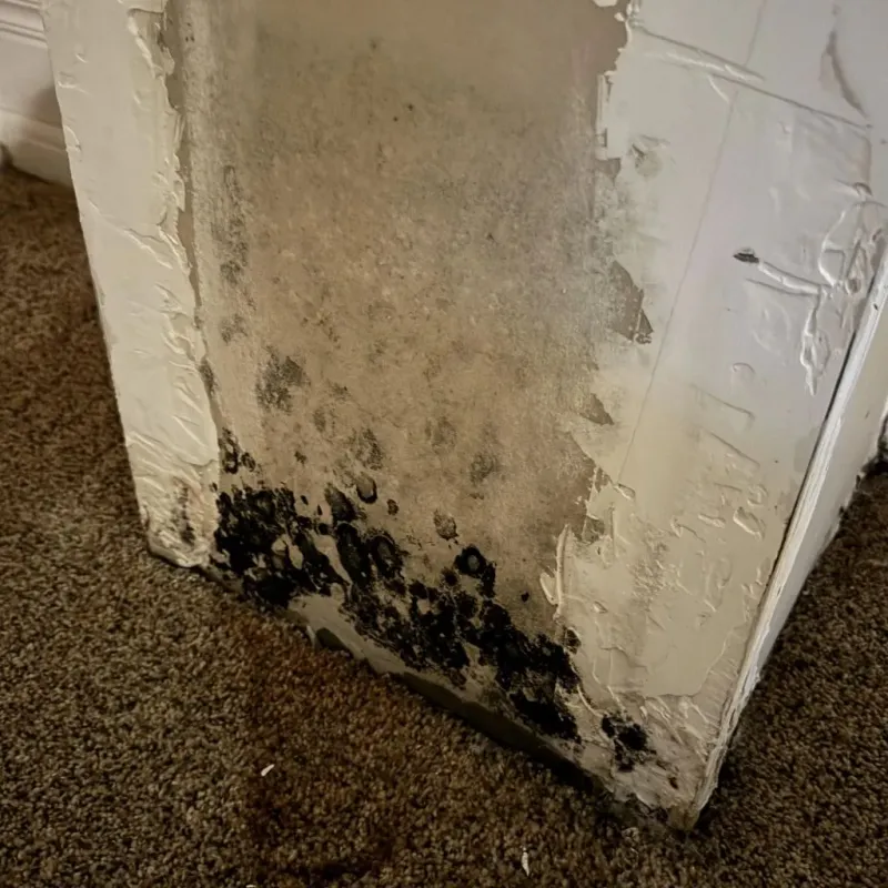 Professional Mold Removal in Three Forks, MT